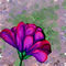 purpleflower by pamelaschanck