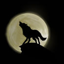 night-wolf-d