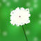 queen-annes-lace-flowe by lindisease