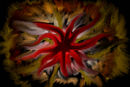 burningflower