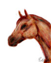 thoroughbred-horse