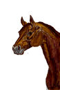 horse-face