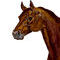 horse-face by dusthaven