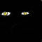 eyes-in-the-dark by kenzie797r