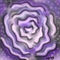 rose-of-my-soul by misstiger