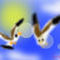 the-gulls by dragonsclaw16