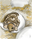 tortuguetaaa