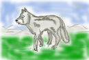 lost-wolf