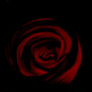 my-first-full-rose