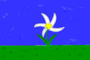 daisy
