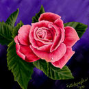 pink-rose