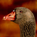 duck-duck-goose
