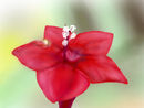 cypress-vine