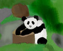 panda-bear