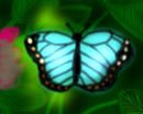 butterfly butterfly