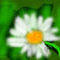 daisy by funartist20020